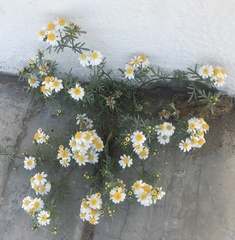 Thymophylla concinna