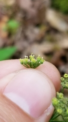 Thaspium trifoliatum aureum
