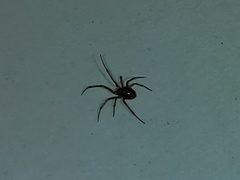 Steatoda triangulosa