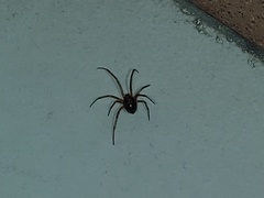 Steatoda triangulosa