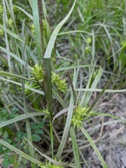 Carex intumescens