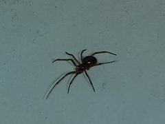 Steatoda triangulosa