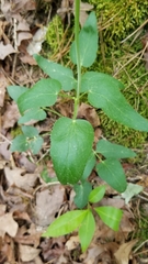 Thaspium trifoliatum aureum