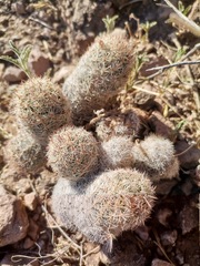 Escobaria chihuahuensis