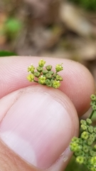 Thaspium trifoliatum aureum