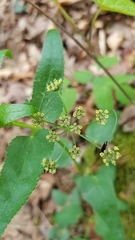 Thaspium trifoliatum aureum