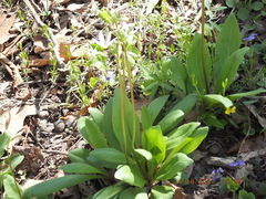 Primula meadia