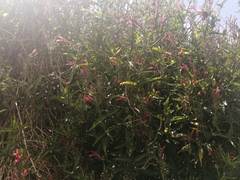 Dianthera secunda
