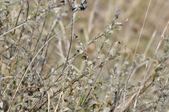 Salix humilis tristis