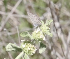 Leptotes marina