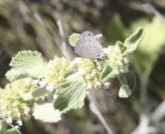 Leptotes marina