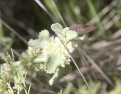 Leptotes marina