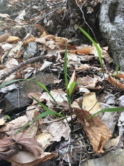 Oryzopsis asperifolia