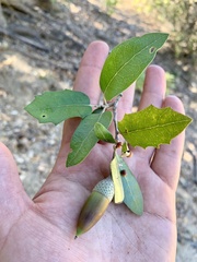 Quercus brandegeei