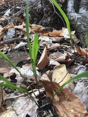 Oryzopsis asperifolia