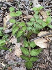 Rubus illecebrosus