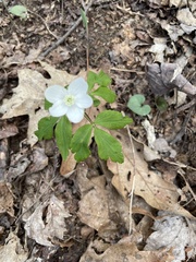 Anemonoides quinquefolia
