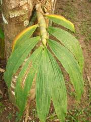 Cycnoches ventricosum