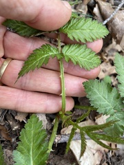 Rubus illecebrosus