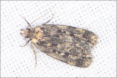 Barea codrella