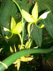 Cycnoches ventricosum