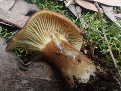 Lactifluus leonardii