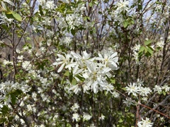 Amelanchier cusickii