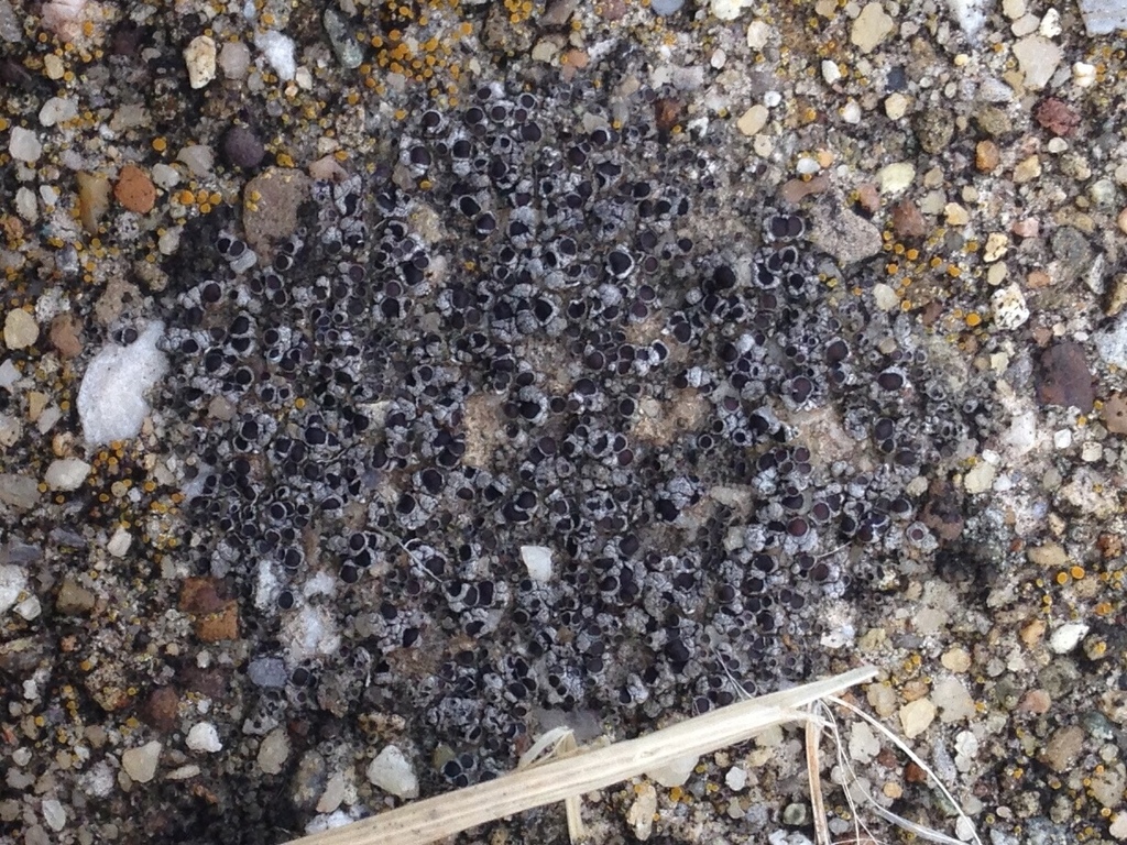 Acarospora canadensis