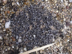 Acarospora canadensis