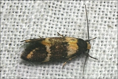 Cosmaresta callichrysa
