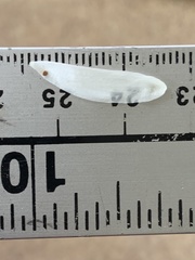 Amelanchier cusickii