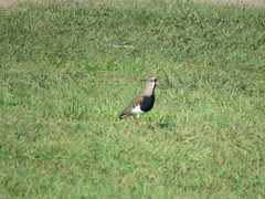 Vanellus chilensis