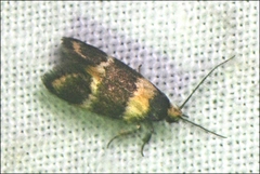 Cosmaresta callichrysa