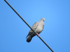 Patagioenas maculosa