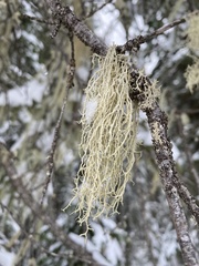 Evernia divaricata