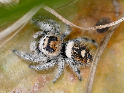 Canopy jumping spider photo 3