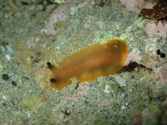 Dendrodoris