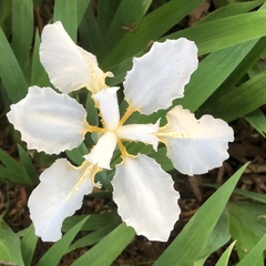 Iris tectorum