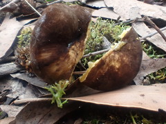 Lactifluus leonardii