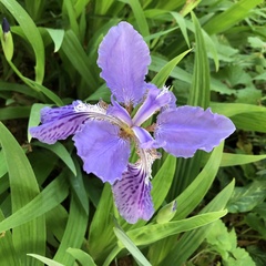 Iris tectorum