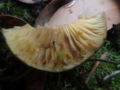 Lactifluus leonardii