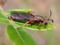 Phyllomydas parvulus