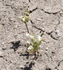 Acanthomintha ilicifolia