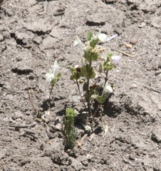 Acanthomintha ilicifolia
