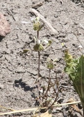 Acanthomintha ilicifolia