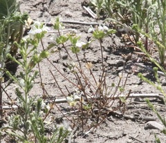 Acanthomintha ilicifolia
