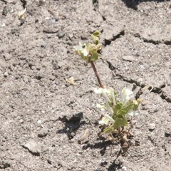 Acanthomintha ilicifolia