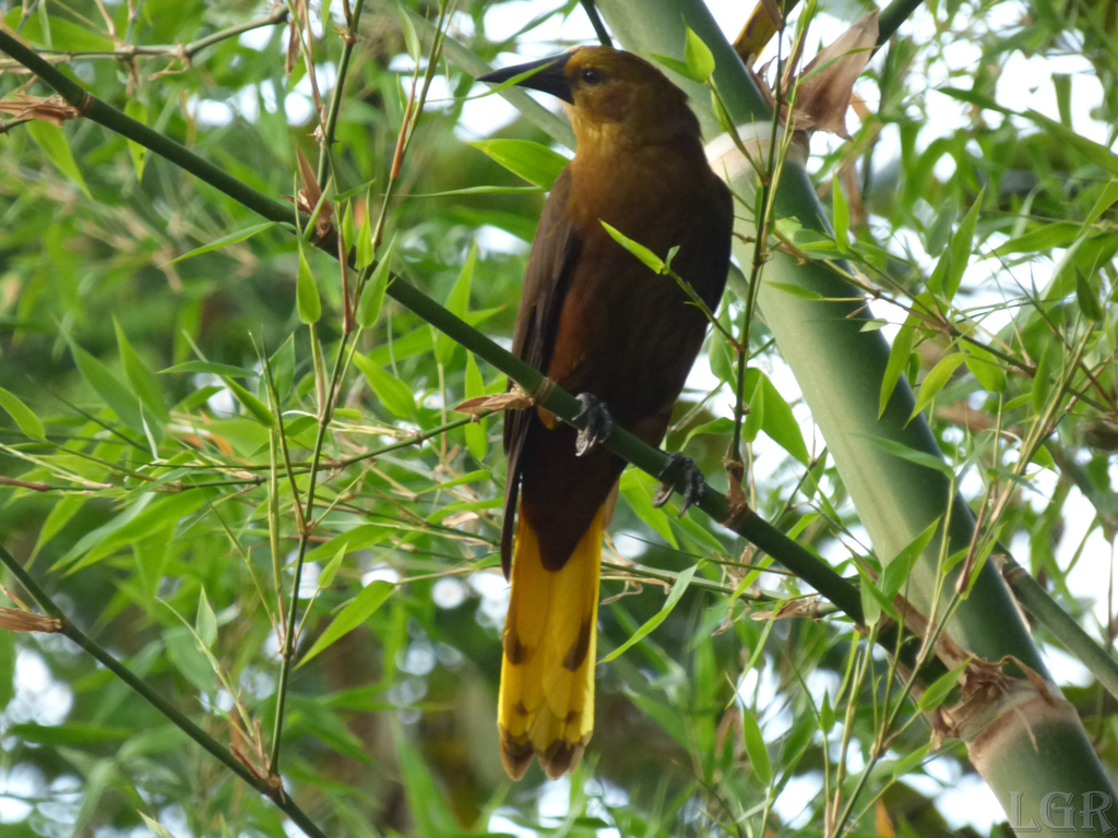 Black-billed Oropendola