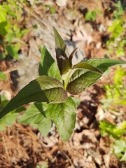 Monarda bradburiana