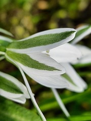 Ornithogalum sintenisii